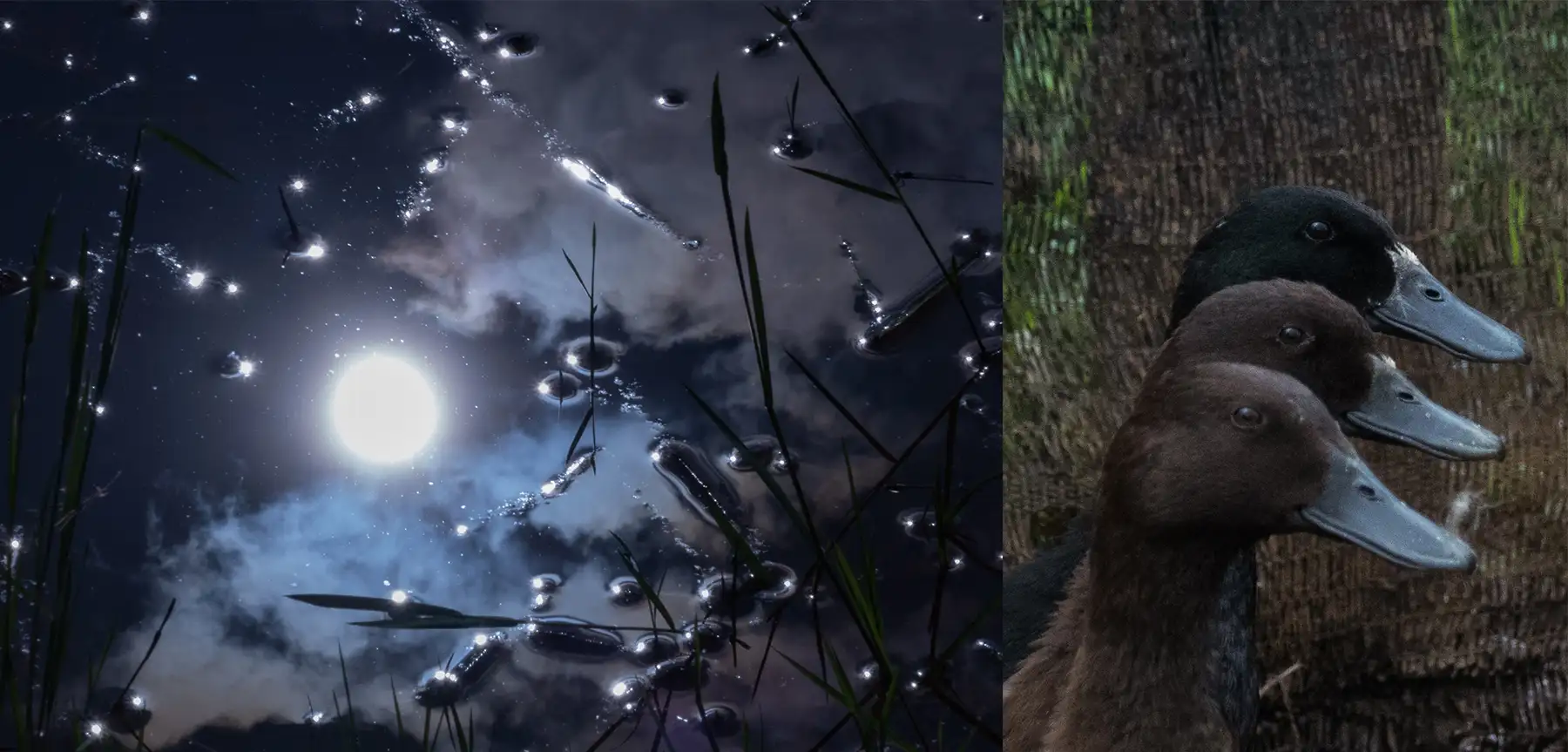 Humans to Divine Spirits