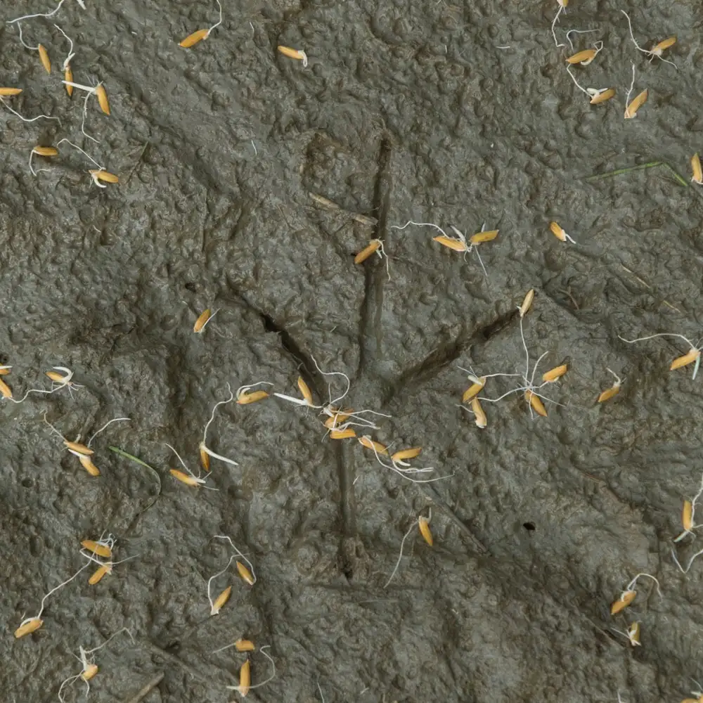 chicken track