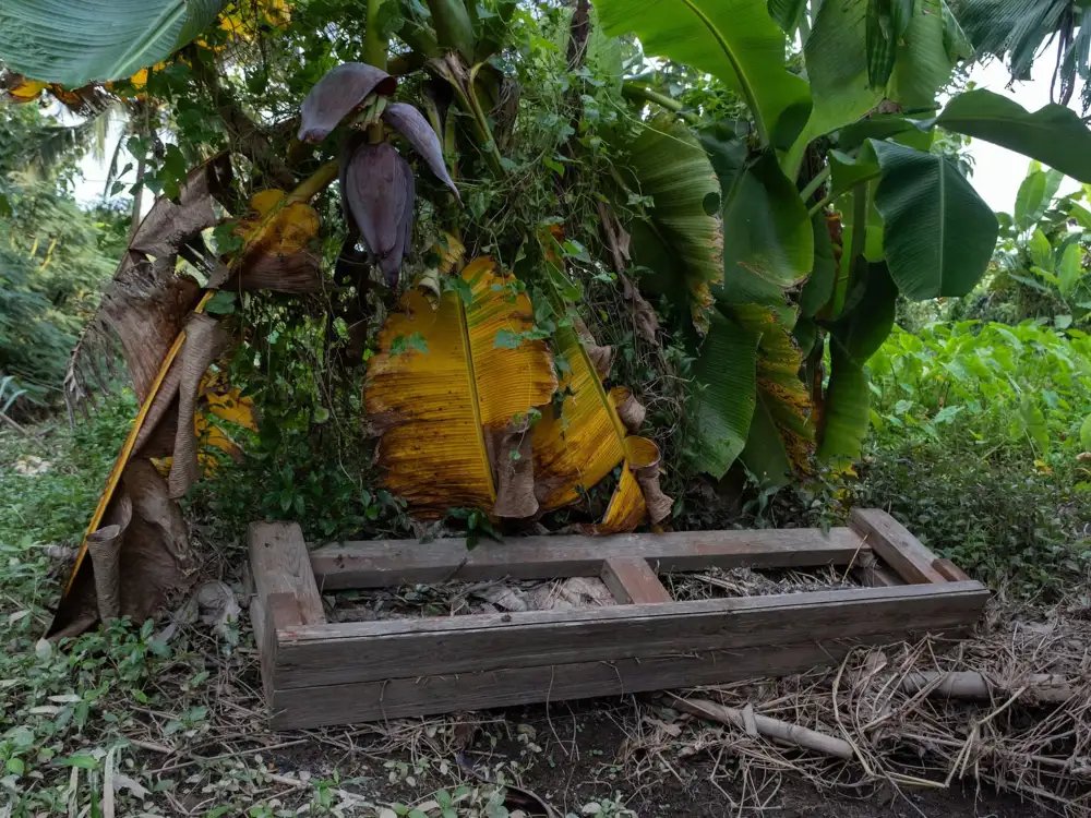 Flood in Garden and banana
